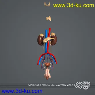 人体器官模型,男女人物解剖模型,人类肌肉骨骼神经内脏模型,maya,max,c4d的图片81