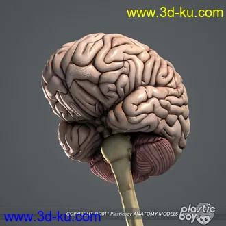 人体器官模型,男女人物解剖模型,人类肌肉骨骼神经内脏模型,maya,max,c4d的图片82