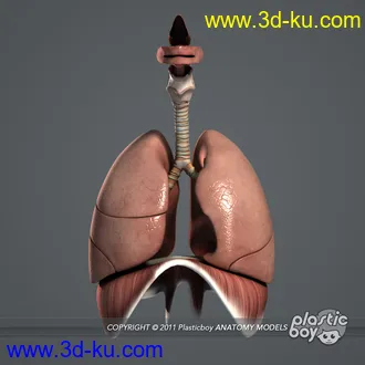 人体器官模型,男女人物解剖模型,人类肌肉骨骼神经内脏模型,maya,max,c4d的图片83