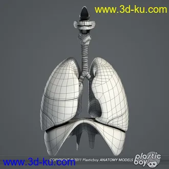 人体器官模型,男女人物解剖模型,人类肌肉骨骼神经内脏模型,maya,max,c4d的图片86