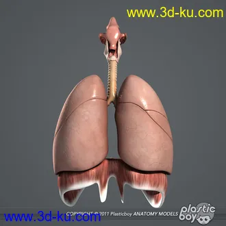 人体器官模型,男女人物解剖模型,人类肌肉骨骼神经内脏模型,maya,max,c4d的图片88