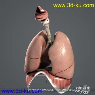 人体器官模型,男女人物解剖模型,人类肌肉骨骼神经内脏模型,maya,max,c4d的图片89