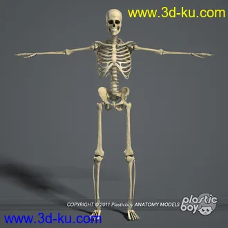 人体器官模型,男女人物解剖模型,人类肌肉骨骼神经内脏模型,maya,max,c4d的图片91