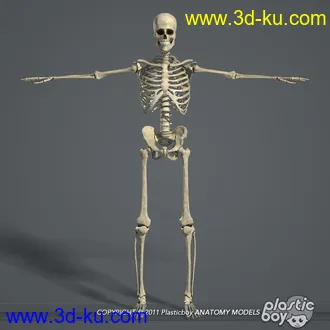 人体器官模型,男女人物解剖模型,人类肌肉骨骼神经内脏模型,maya,max,c4d的图片92