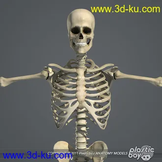 人体器官模型,男女人物解剖模型,人类肌肉骨骼神经内脏模型,maya,max,c4d的图片93