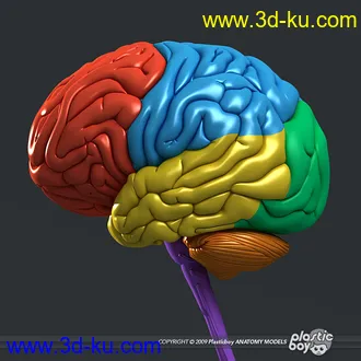 人体器官模型,男女人物解剖模型,人类肌肉骨骼神经内脏模型,maya,max,c4d的图片94