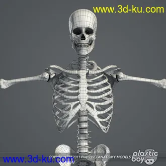 人体器官模型,男女人物解剖模型,人类肌肉骨骼神经内脏模型,maya,max,c4d的图片95