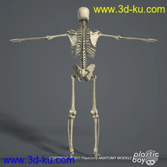 人体器官模型,男女人物解剖模型,人类肌肉骨骼神经内脏模型,maya,max,c4d的图片96