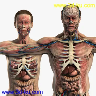 人体器官模型,男女人物解剖模型,人类肌肉骨骼神经内脏模型,maya,max,c4d的图片98