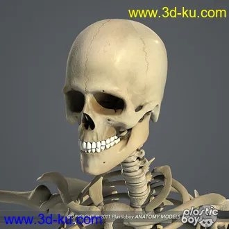 人体器官模型,男女人物解剖模型,人类肌肉骨骼神经内脏模型,maya,max,c4d的图片99