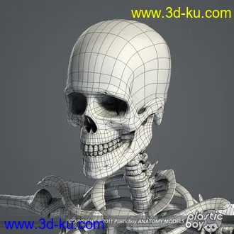 人体器官模型,男女人物解剖模型,人类肌肉骨骼神经内脏模型,maya,max,c4d的图片100