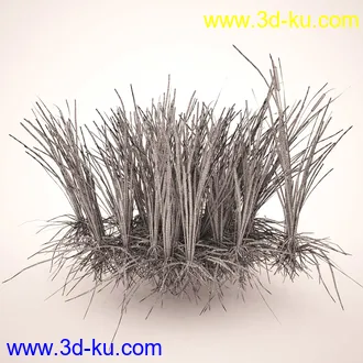 芦苇模型,max,obj,fbx格式的图片