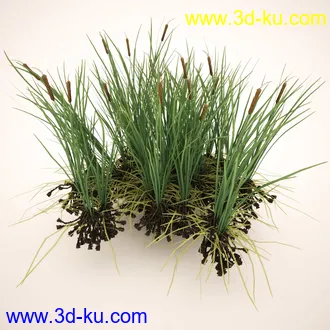 芦苇模型,max,obj,fbx格式的图片