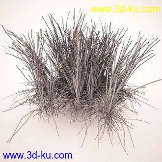 芦苇模型,max,obj,fbx格式的图片