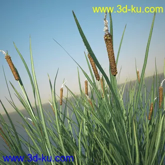 芦苇模型,max,obj,fbx格式的图片