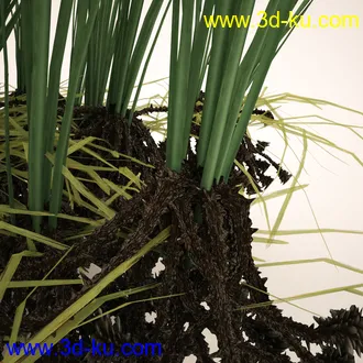 芦苇模型,max,obj,fbx格式的图片