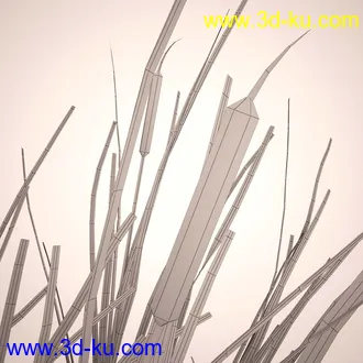芦苇模型,max,obj,fbx格式的图片