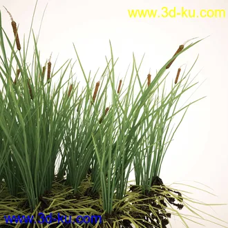 芦苇模型,max,obj,fbx格式的图片