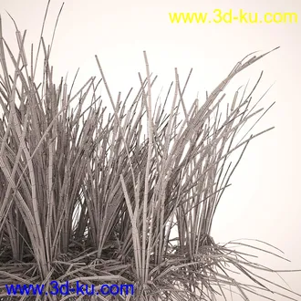 芦苇模型,max,obj,fbx格式的图片