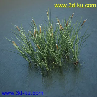 芦苇模型,max,obj,fbx格式的图片