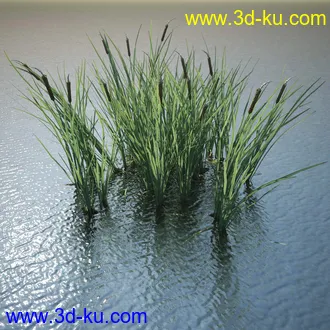 芦苇模型,max,obj,fbx格式的图片