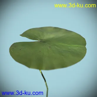 睡莲模型,子午莲模型,fbx,max,obj格式的图片