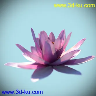 睡莲模型,子午莲模型,fbx,max,obj格式的图片