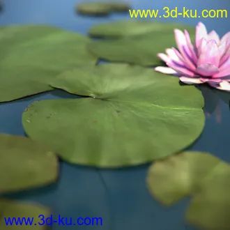 睡莲模型,子午莲模型,fbx,max,obj格式的图片