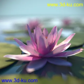 睡莲模型,子午莲模型,fbx,max,obj格式的图片