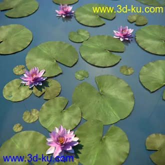 睡莲模型,子午莲模型,fbx,max,obj格式的图片