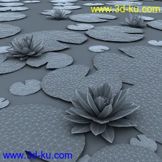睡莲模型,子午莲模型,fbx,max,obj格式的图片