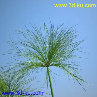 莎草模型,草模型,fbx,obj,max格式的图片