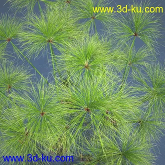 莎草模型,草模型,fbx,obj,max格式的图片