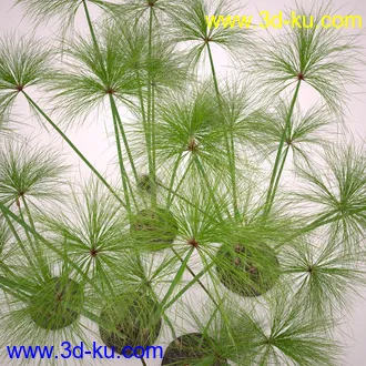 莎草模型,草模型,fbx,obj,max格式的图片