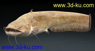 鲶鱼模型,塘鲺模型,带绑定,3dmax格式的图片1