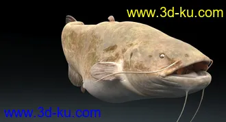 鲶鱼模型,塘鲺模型,带绑定,3dmax格式的图片2