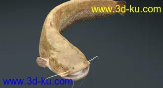 鲶鱼模型,塘鲺模型,带绑定,3dmax格式的图片4