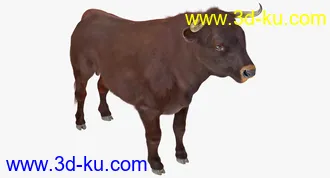 公牛模型,带毛的公牛模型,有绑定,max格式的图片