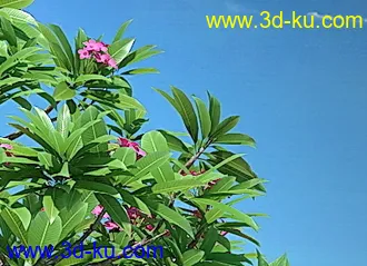 一种热带树木模型,巴厘岛树木模型的图片