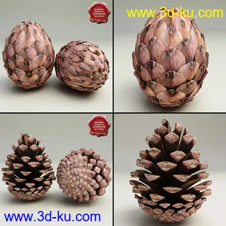 松果模型,松树果实,松塔冷杉果模型的图片