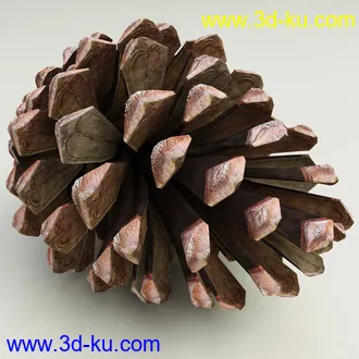 松果模型,松树果实,松塔冷杉果模型的图片