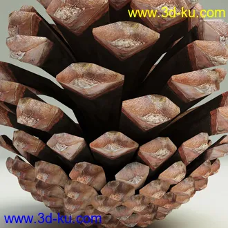 松果模型,松树果实,松塔冷杉果模型的图片