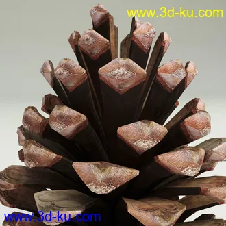 松果模型,松树果实,松塔冷杉果模型的图片