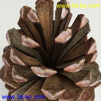 松果模型,松树果实,松塔冷杉果模型的图片