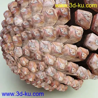 松果模型,松树果实,松塔冷杉果模型的图片