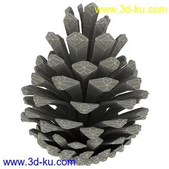 松果模型,松树果实,松塔冷杉果模型的图片