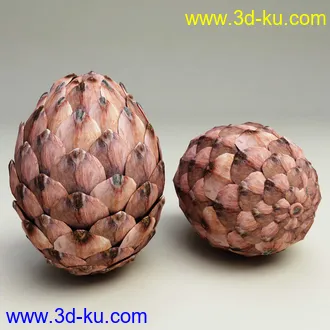 松果模型,松树果实,松塔冷杉果模型的图片