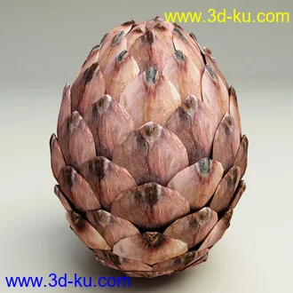 松果模型,松树果实,松塔冷杉果模型的图片