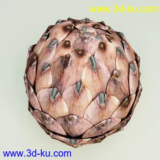 松果模型,松树果实,松塔冷杉果模型的图片