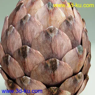 松果模型,松树果实,松塔冷杉果模型的图片